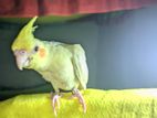 Cokatel bird for sale