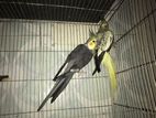 Cockatiel birds for sell