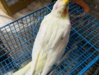 Cockatel tame baby
