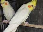 Cokatial running pair n single male