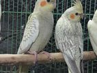 Cokatiel Pair