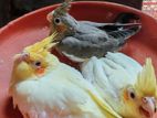 coktail bird sale