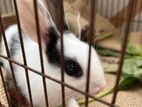 Colombian Breed Single Male Rabbit