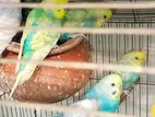 Colorful Budgerigar