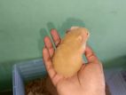 Colorful Syrian And Russian Hamster Available