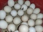 Columbian Buff Brahma Eggs/ডিম