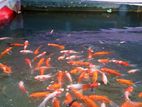 Comet Aquarium Fish,