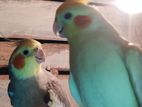 confirm cockatiel pair