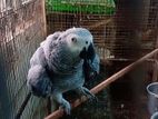 Congo African Gray Parrot Big Size Single Male Age 7 Years Dna Pdf
