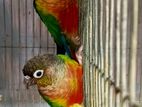 Conure bird