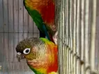 Conure bird