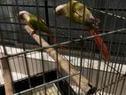 Conure BIRD FOR SELL