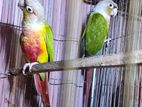 Conure bird running pair