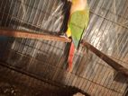 Conure birds