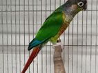 conure breeding male