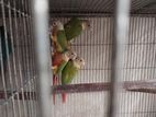 Conure Double red factor and single yellow sided.