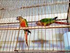 Conure double red factor