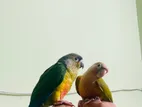 Conure sell
