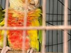 Conure brid