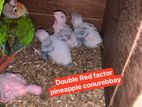 Double Red factor pineapple conure baby