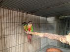 Conure brid