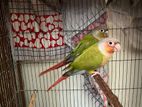 Two piece pineapple conure