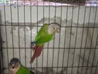 male green cheek conure