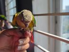 Conure bird