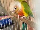 Conure Bird sell