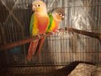 Conure brid