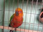 Conure