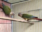 Conure Full Running