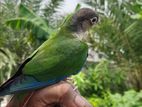 conure full tame