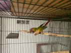 Conure pair