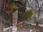 Conure Pair