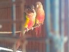 Conure pair