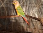 Conure pakhi