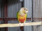 Conure Red factor Female.