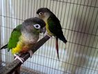 Conure Running Green Cheek with Dna