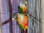 conure running master pair