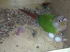 conure running pair