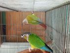 conure single 3pis Male DNA kora