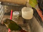 Conure Single red fector