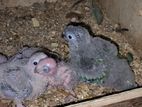 conure team size baby sale