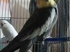 Coocatail ( ককাটেল ফুল এডাল্ট )