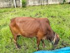 Cow 2 Pcs