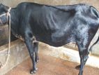 Cow Animal