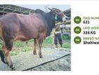 Cow Available (Tag No. 631) - (Fixed Price)