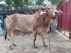 Cow for Qurbani