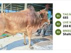 COW for sale 268 KG (Tag No- 685) (Fixed price)